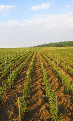 La Marie - parcelle de pinot noirs après labour - jour fruit - Mai 2008